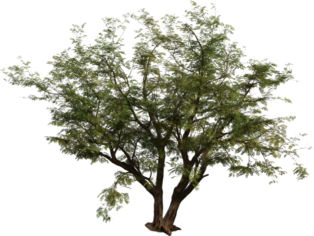 Jacaranda Tree 4K — Realistic Deciduous Tree with Detailed Foliage, 3D model preview 5