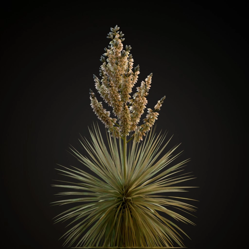 Beaked Yucca