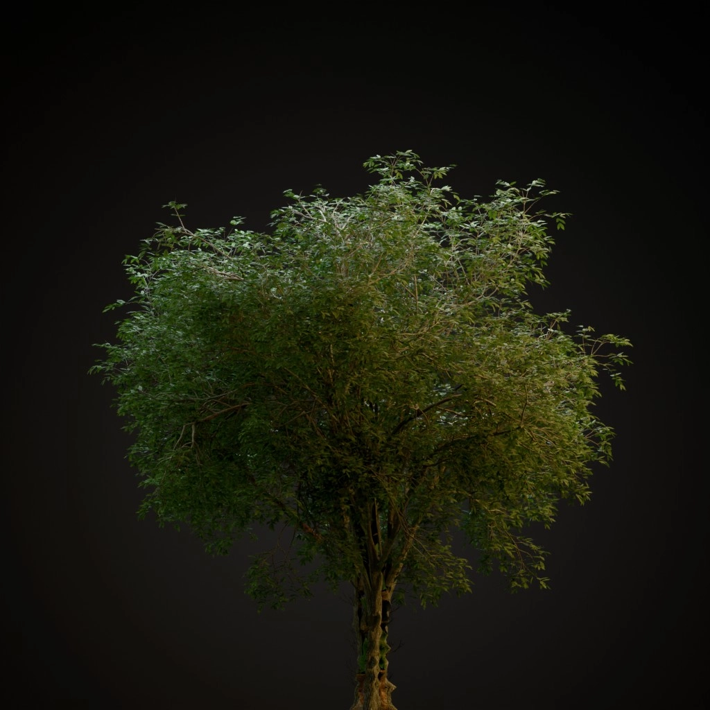American Elm