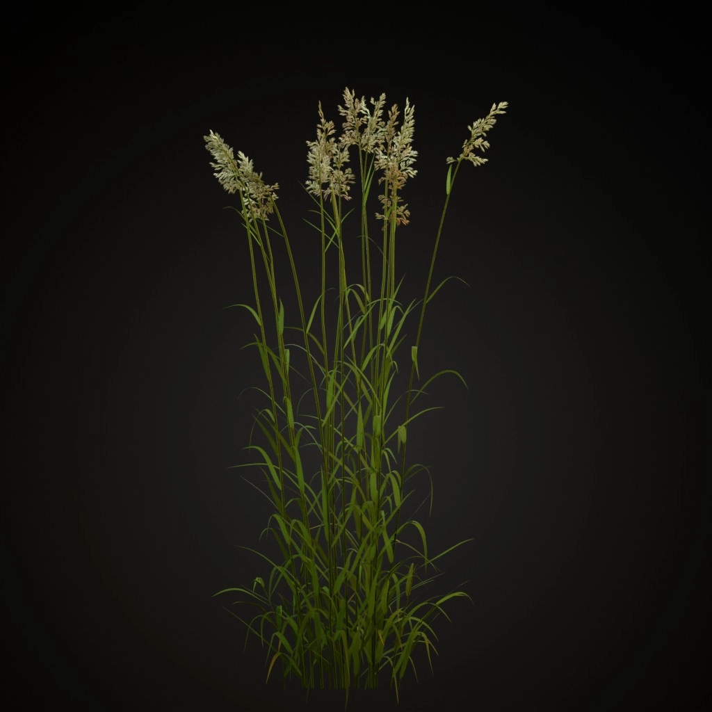Reed Canary Grass