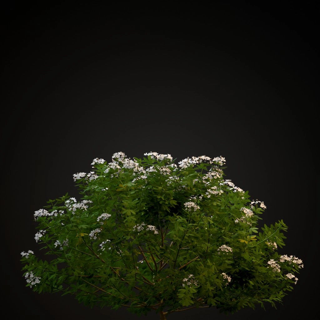 Mexican Orange Blossom