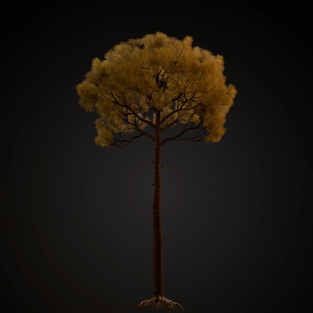 Slash Pine V3