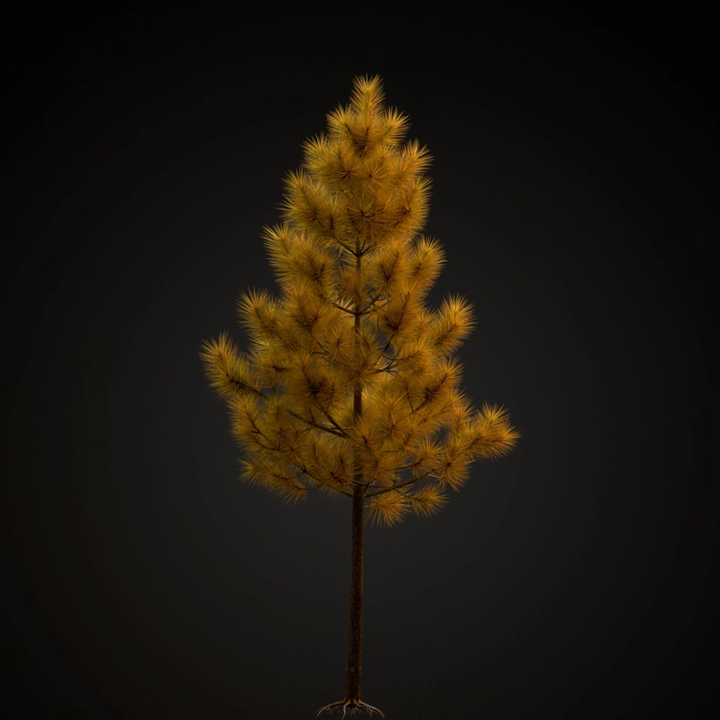 Jeffrey Pine