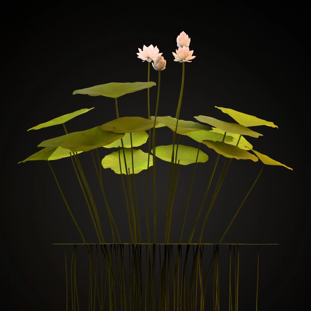Sacred Lotus