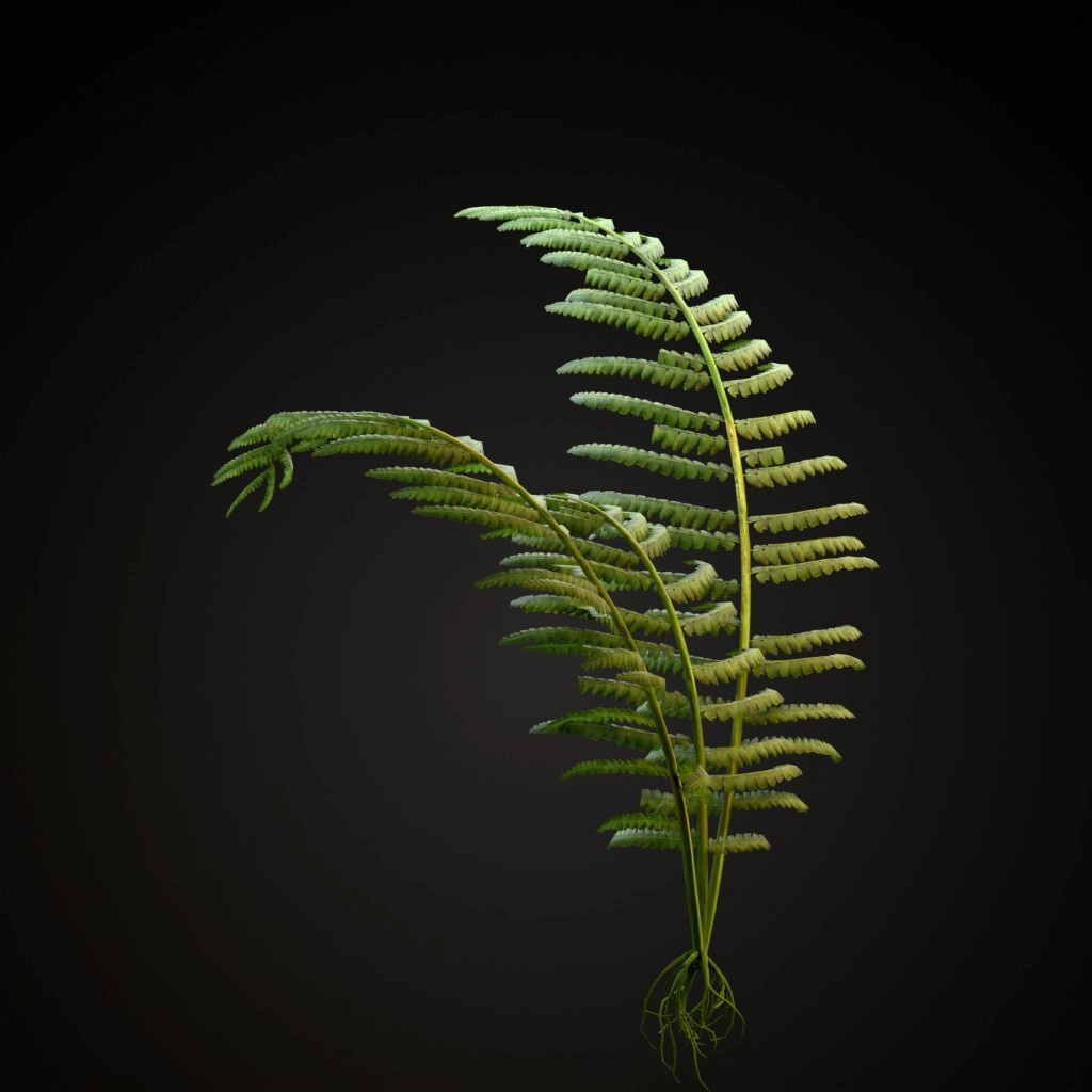 Rock Fern
