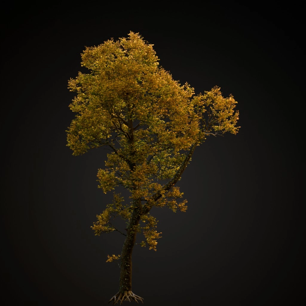 English Oak