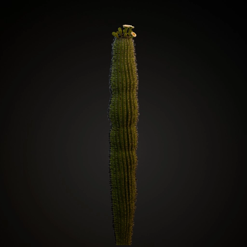 Saguaro Cactus V2