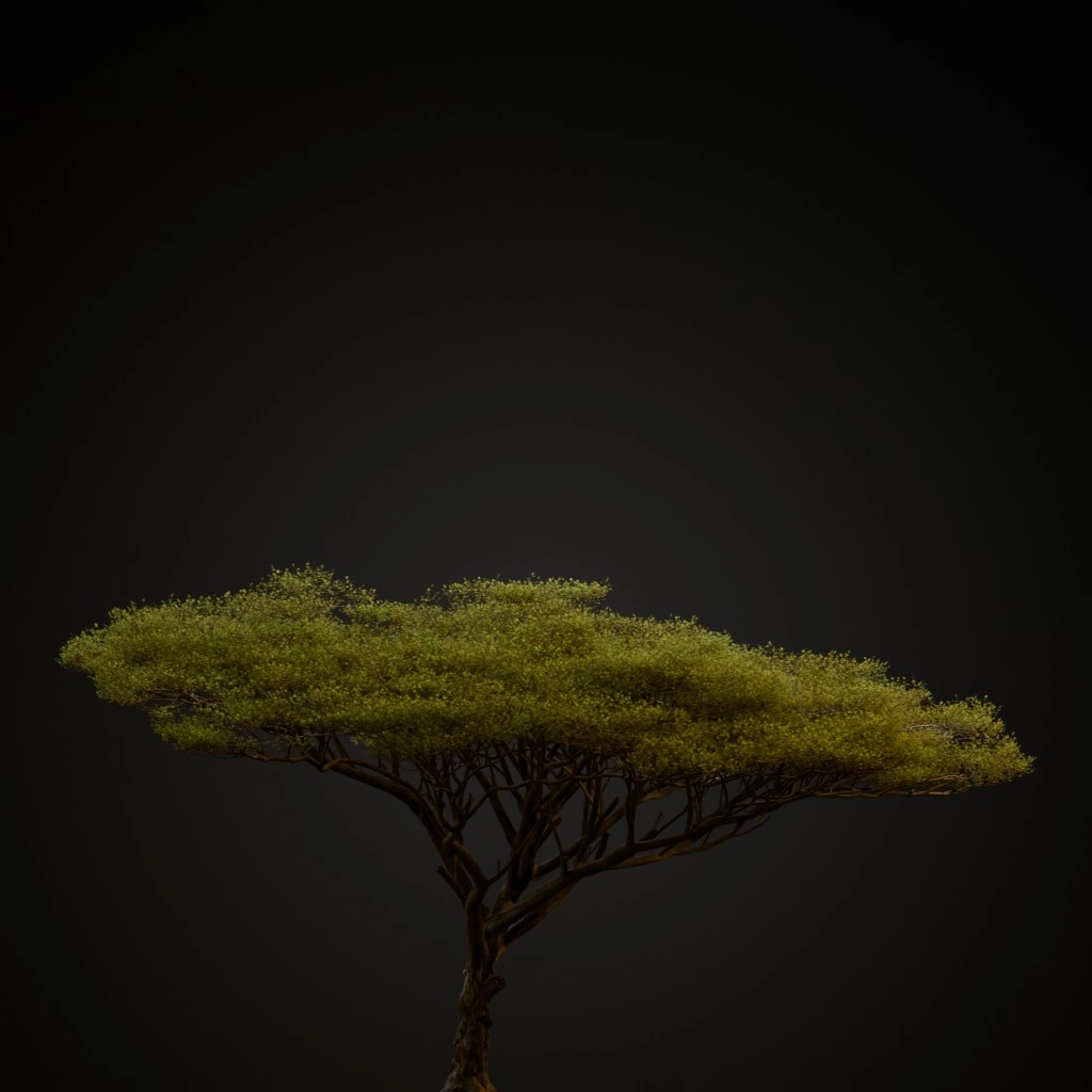 Umbrella Thorn Acacia