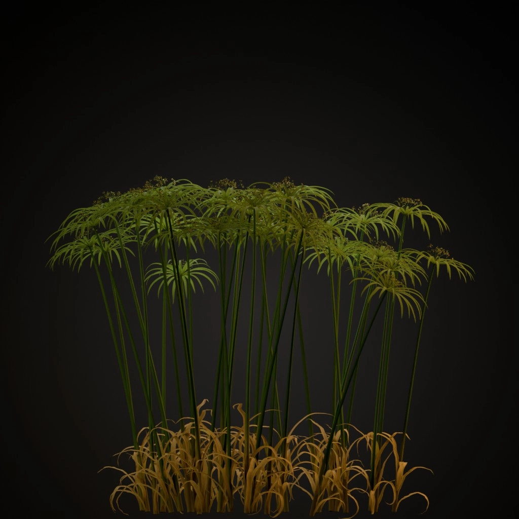 Umbrella Plant