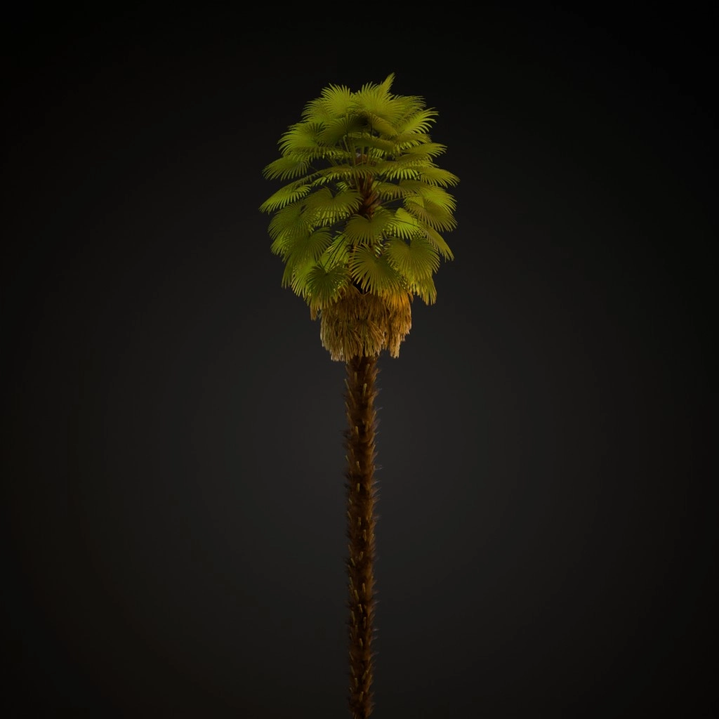 Windmill Palm