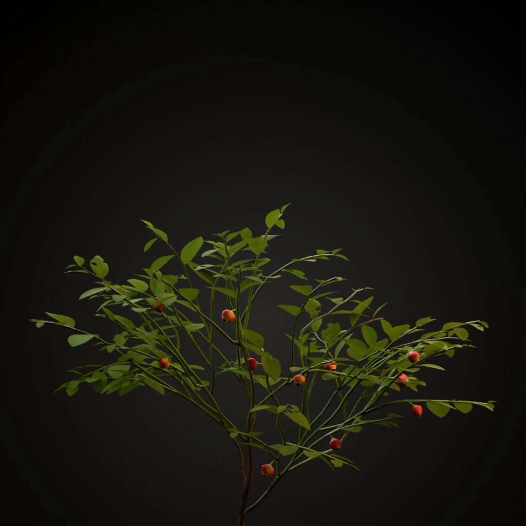 Bilberry