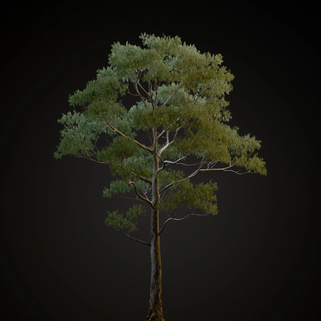 Manna Gum
