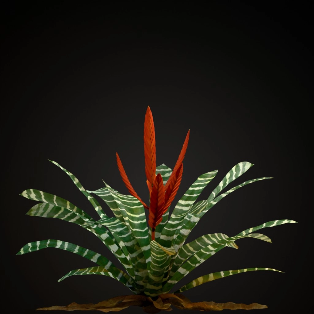 Flaming Sword Bromeliad