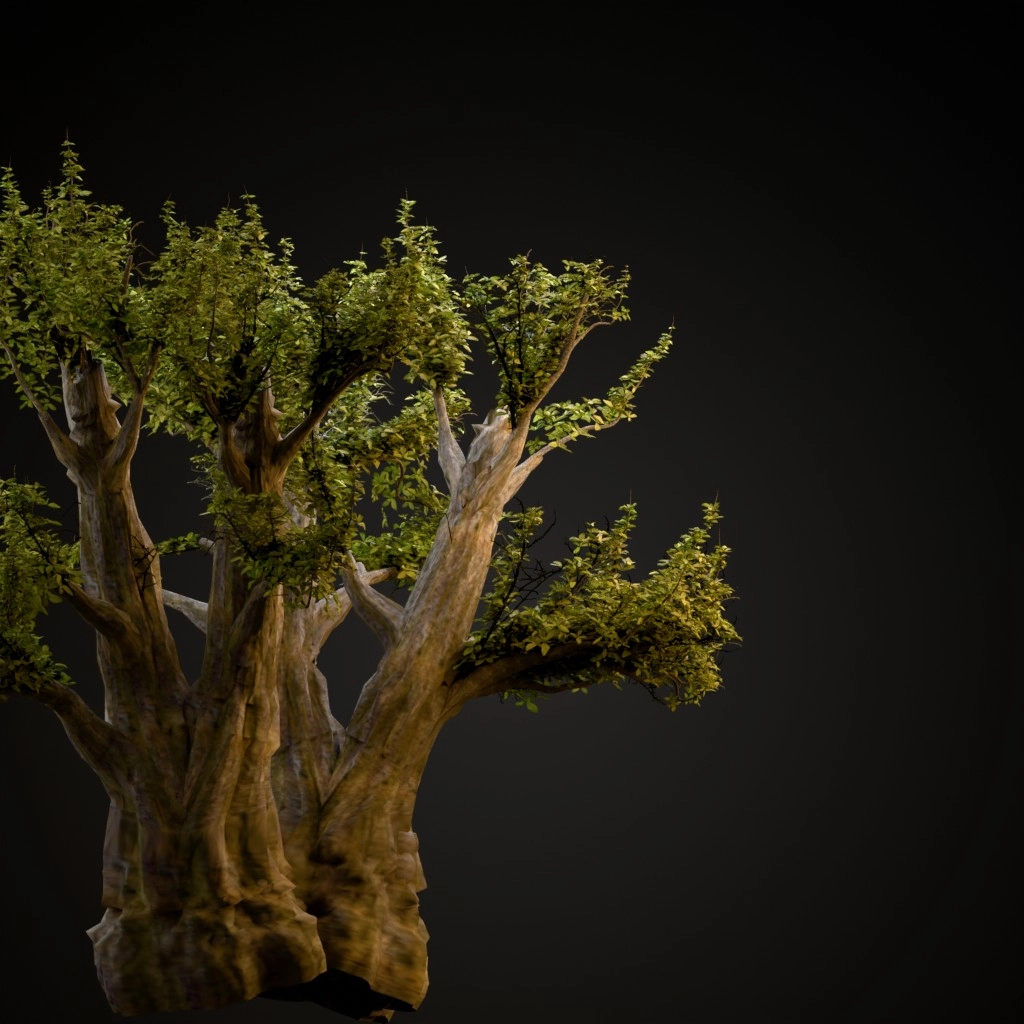 African Baobab