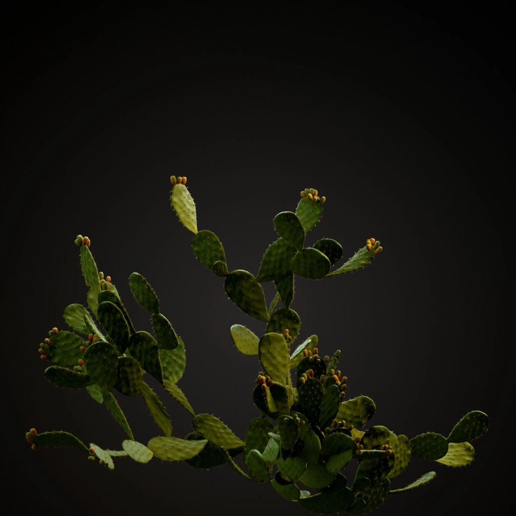 Prickly Pear Cactus