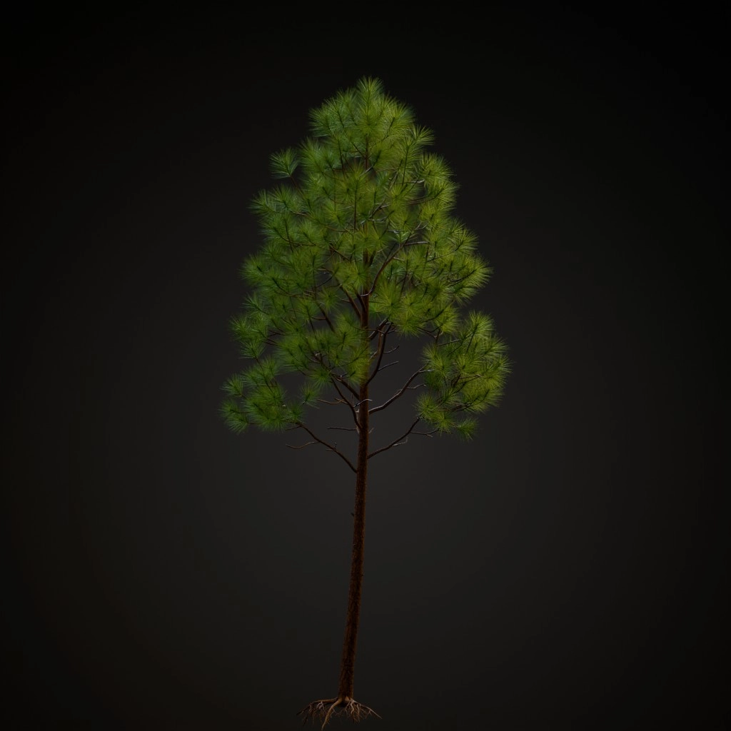 Slash Pine V2