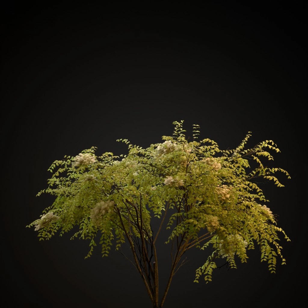 Japanese Angelica
