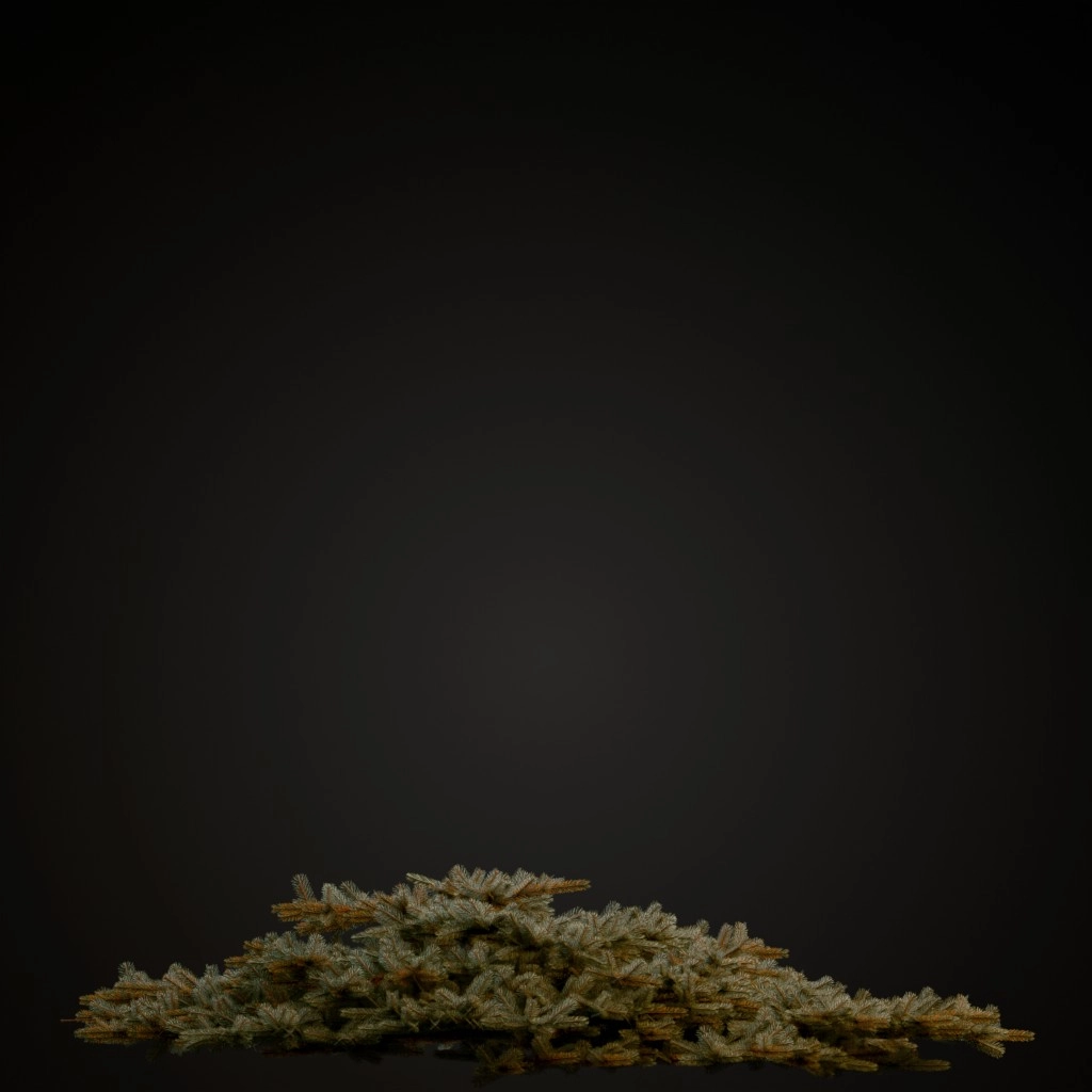 Ericoides Black Spruce