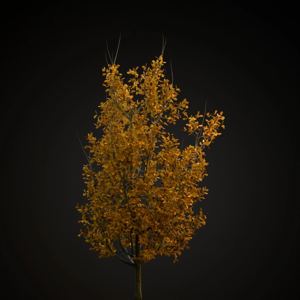 Cypress Oak