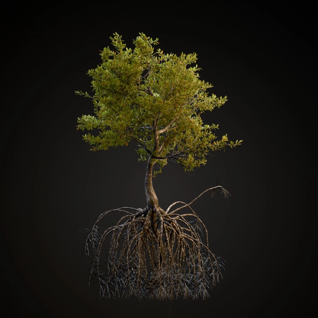Red Mangrove