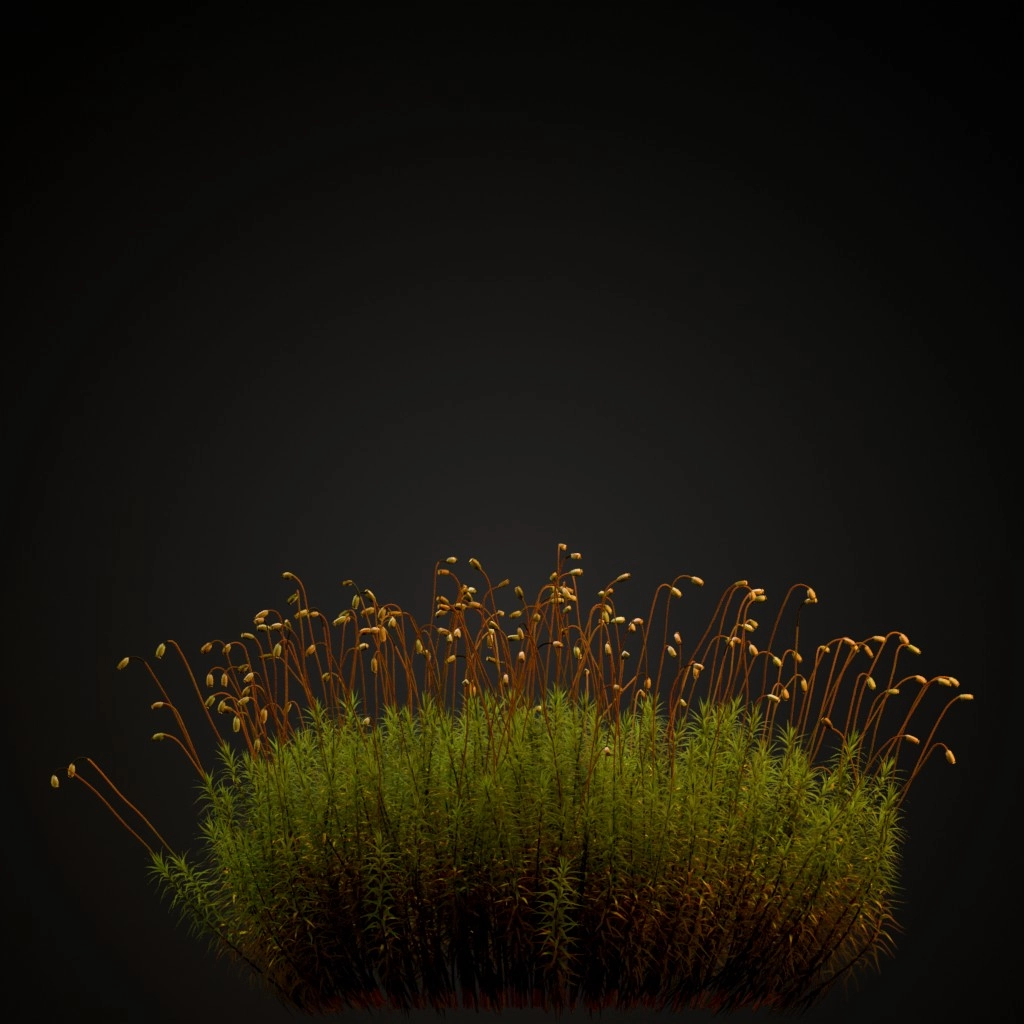 Common Haircap Moss