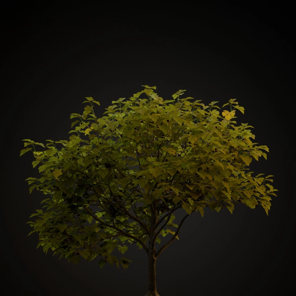 Common Fig