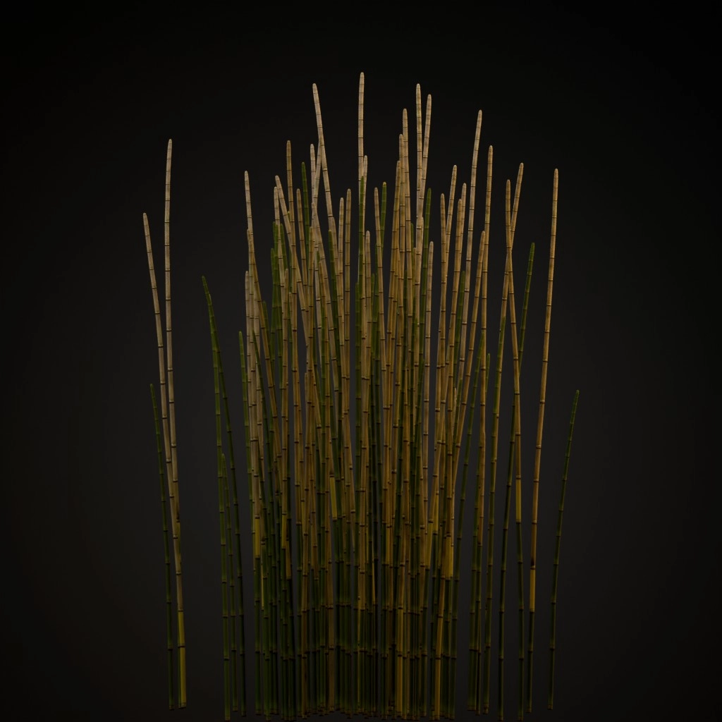 Horsetail