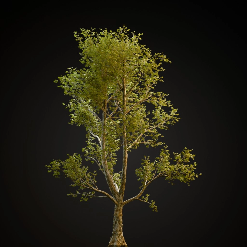 London Plane