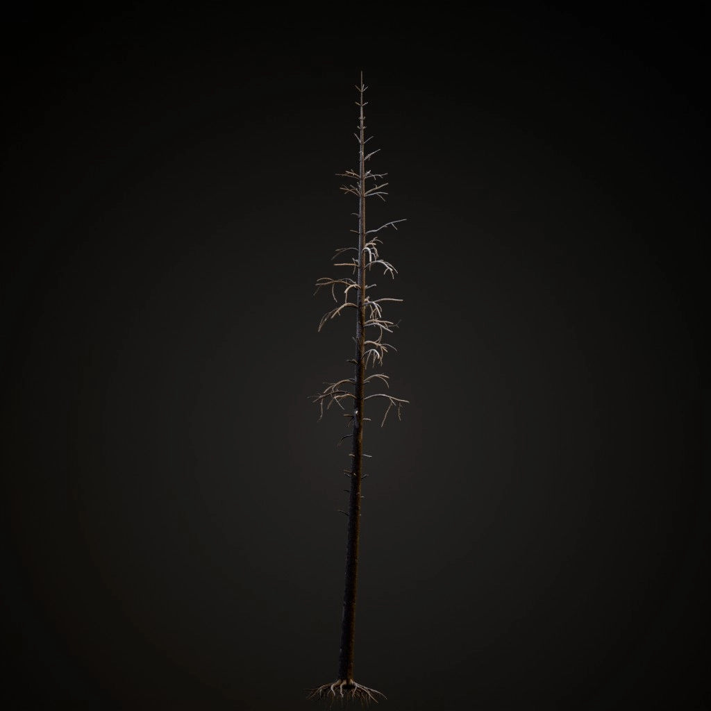 Dead Lodgepole Pine