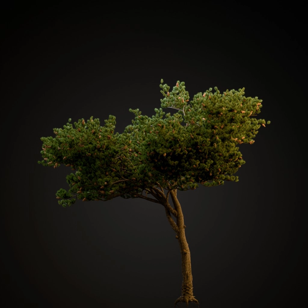 Italian Stone Pine