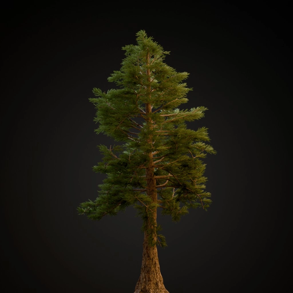 Western Red Cedar