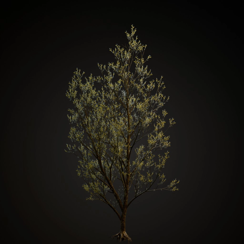 White Willow