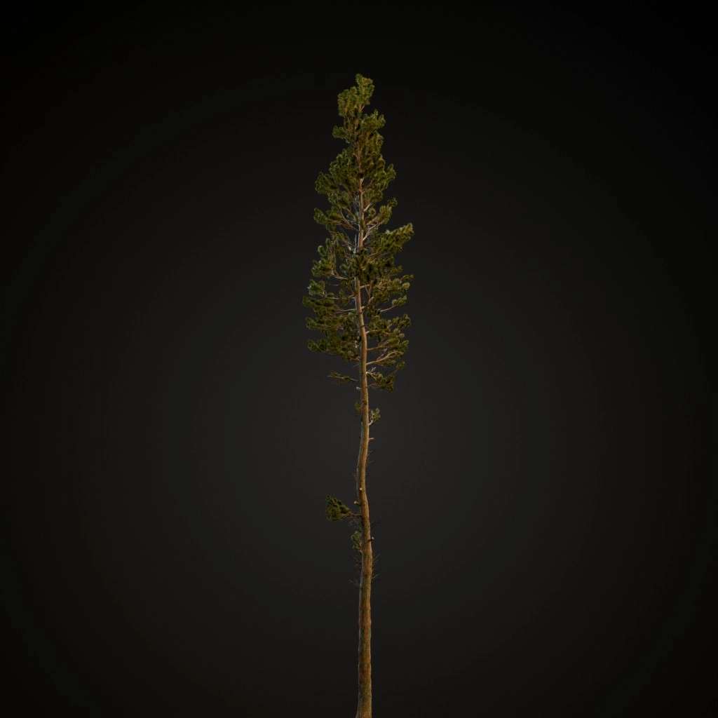 Scots Pine