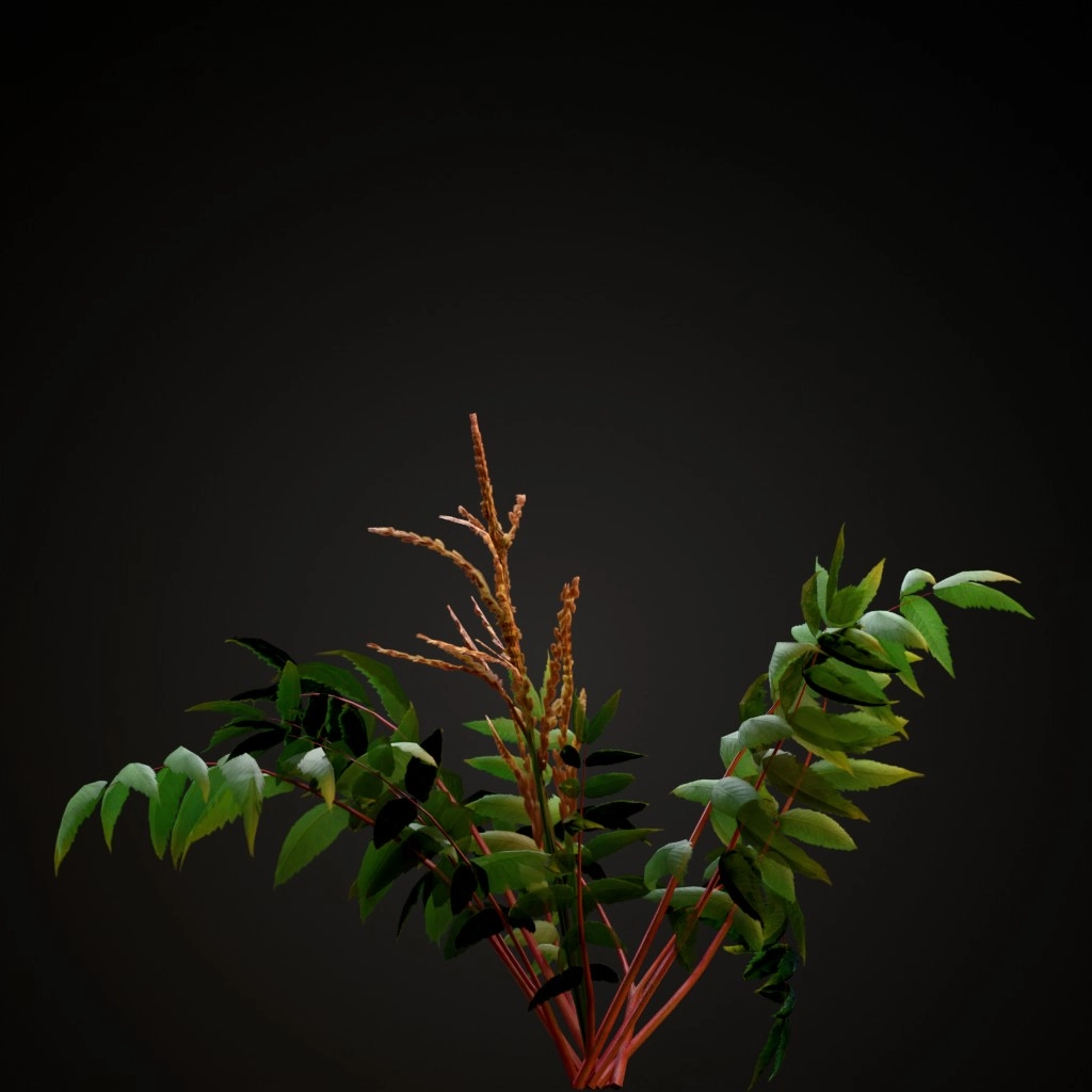 False Spirea