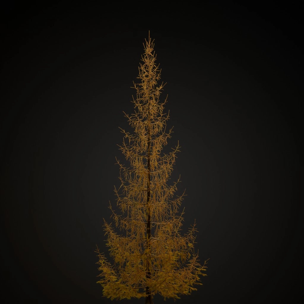 Norway Spruce