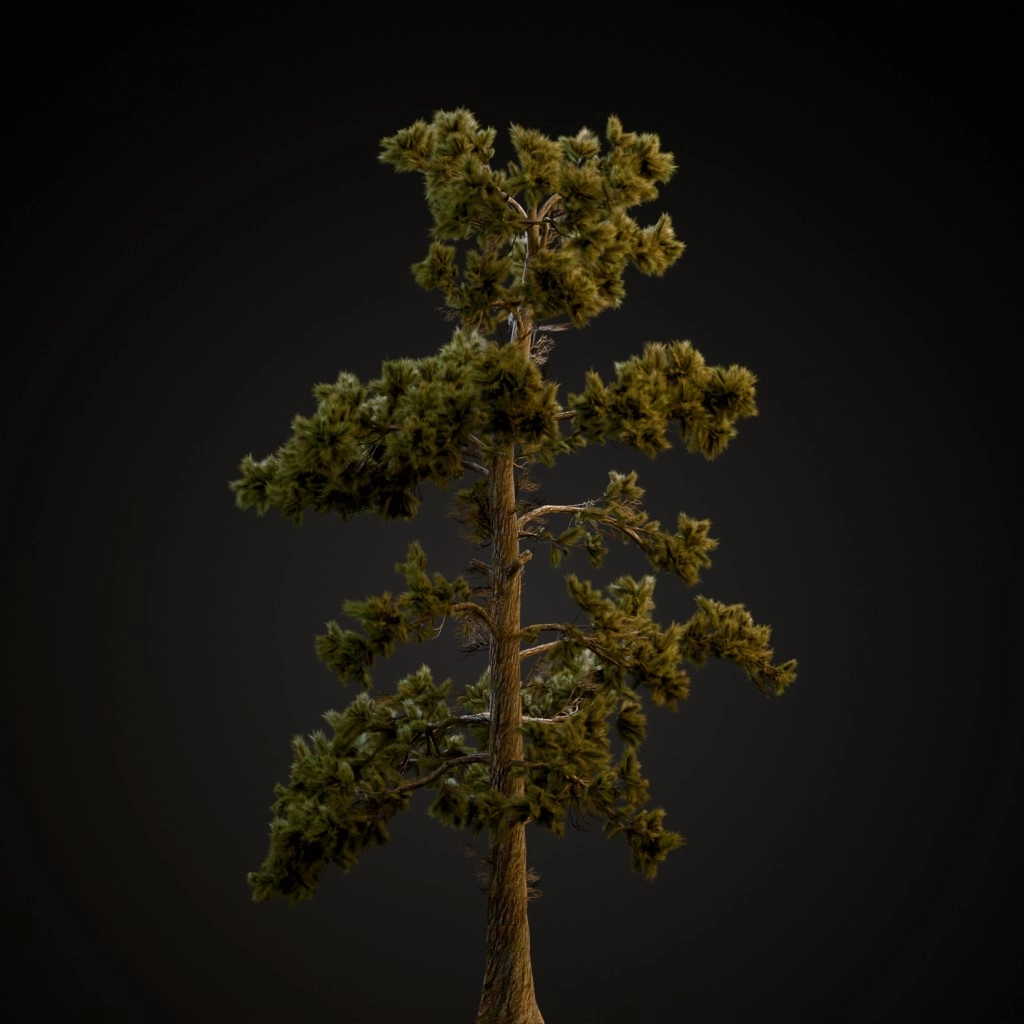 Eastern White Pine