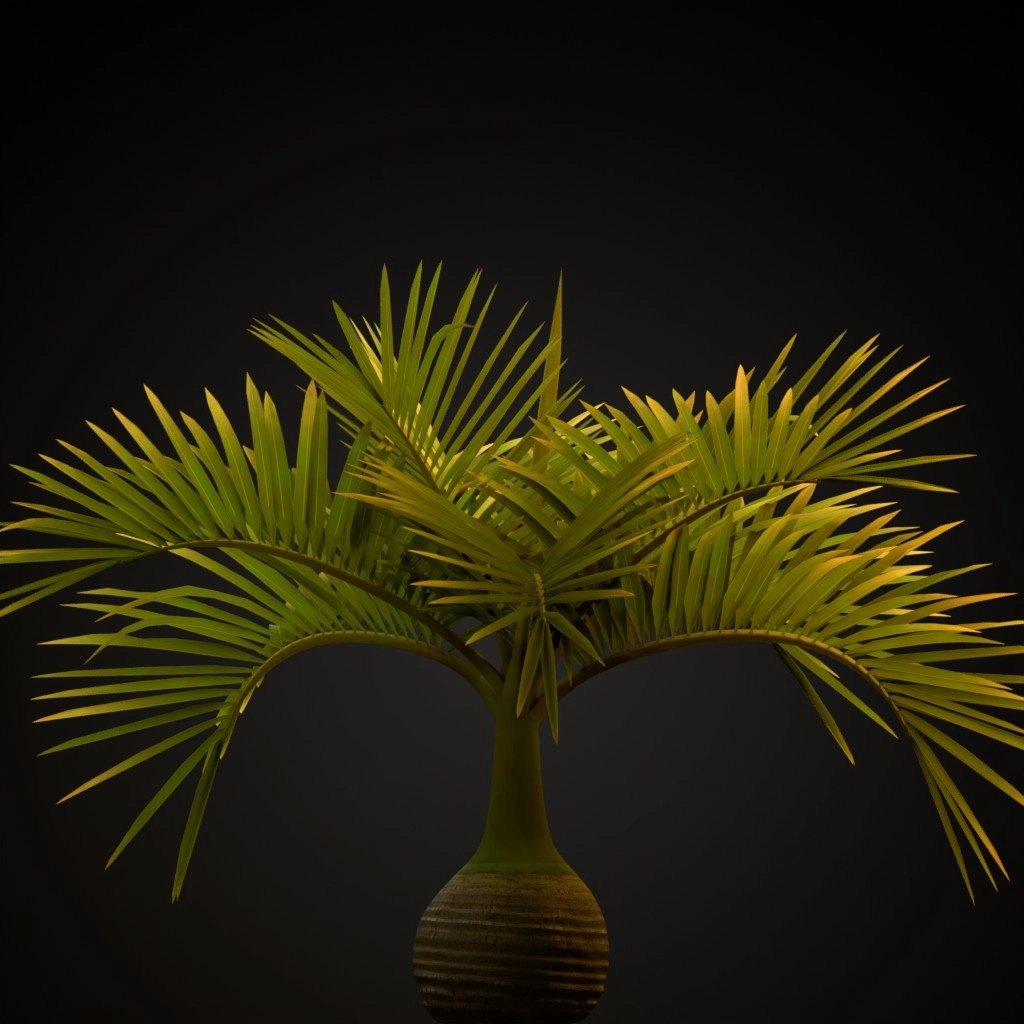 Bottle Palm