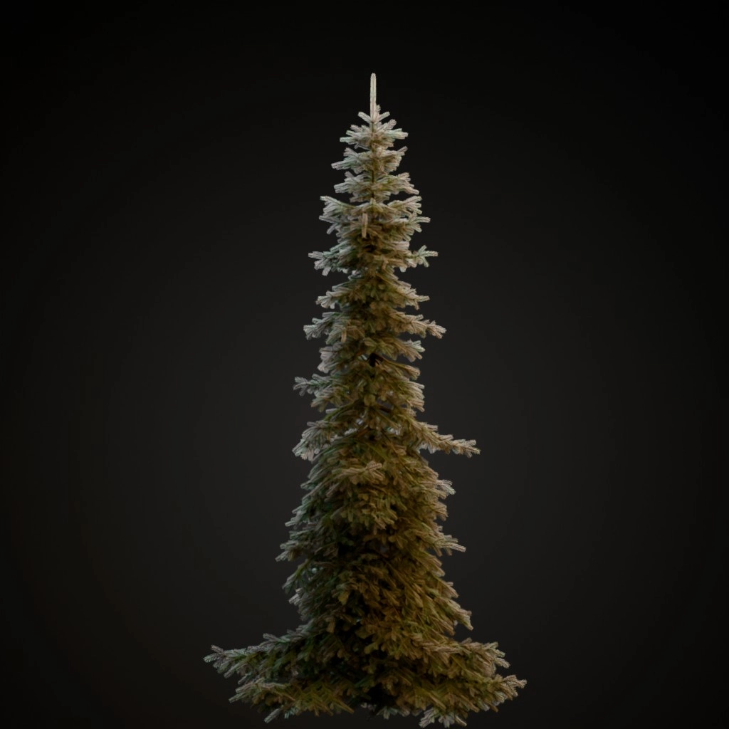 Koster Blue Spruce