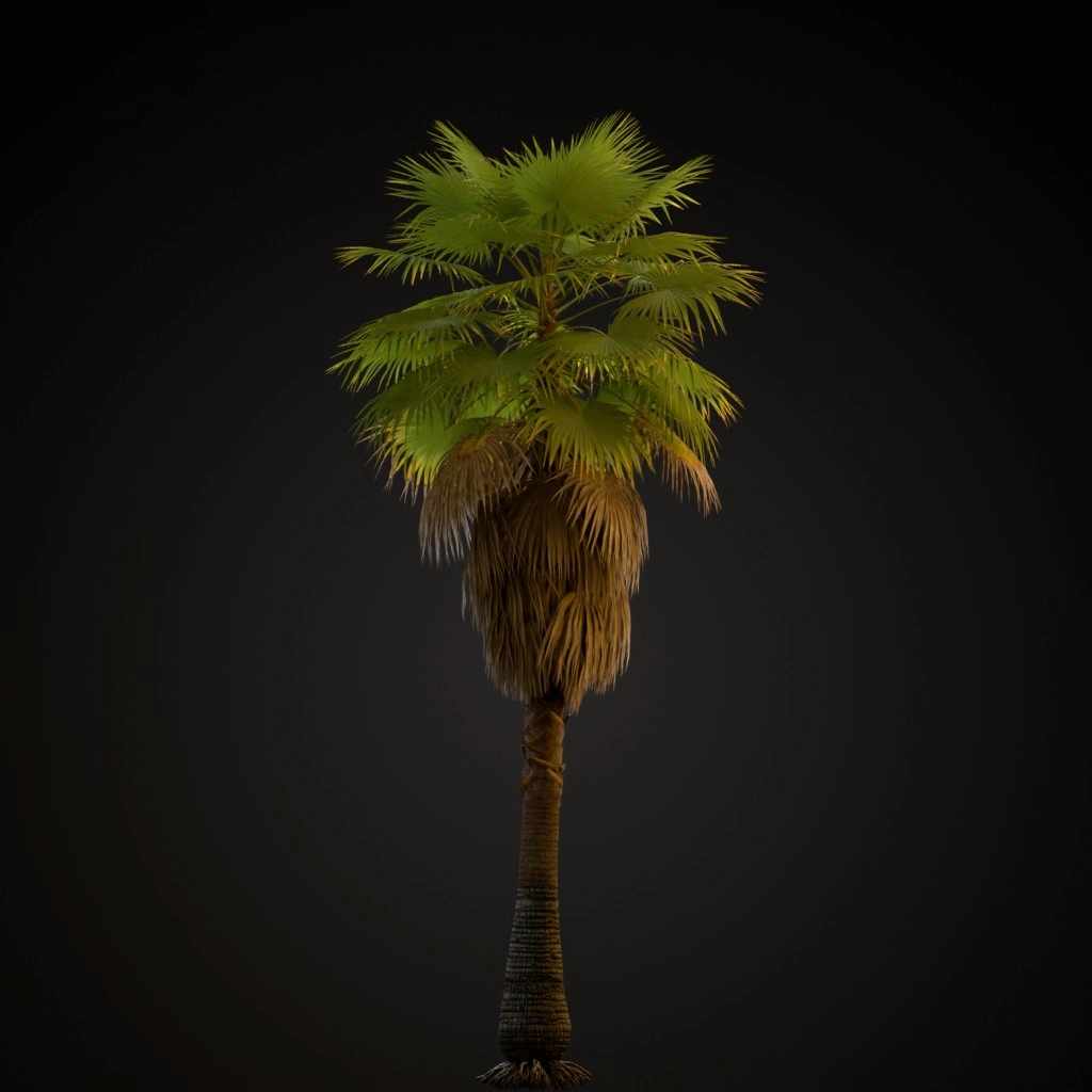 Mexican Fan Palm