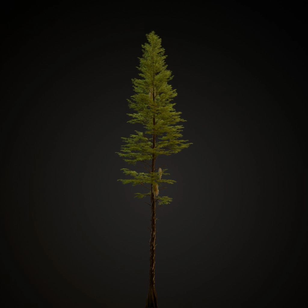 Bald Cypress V3