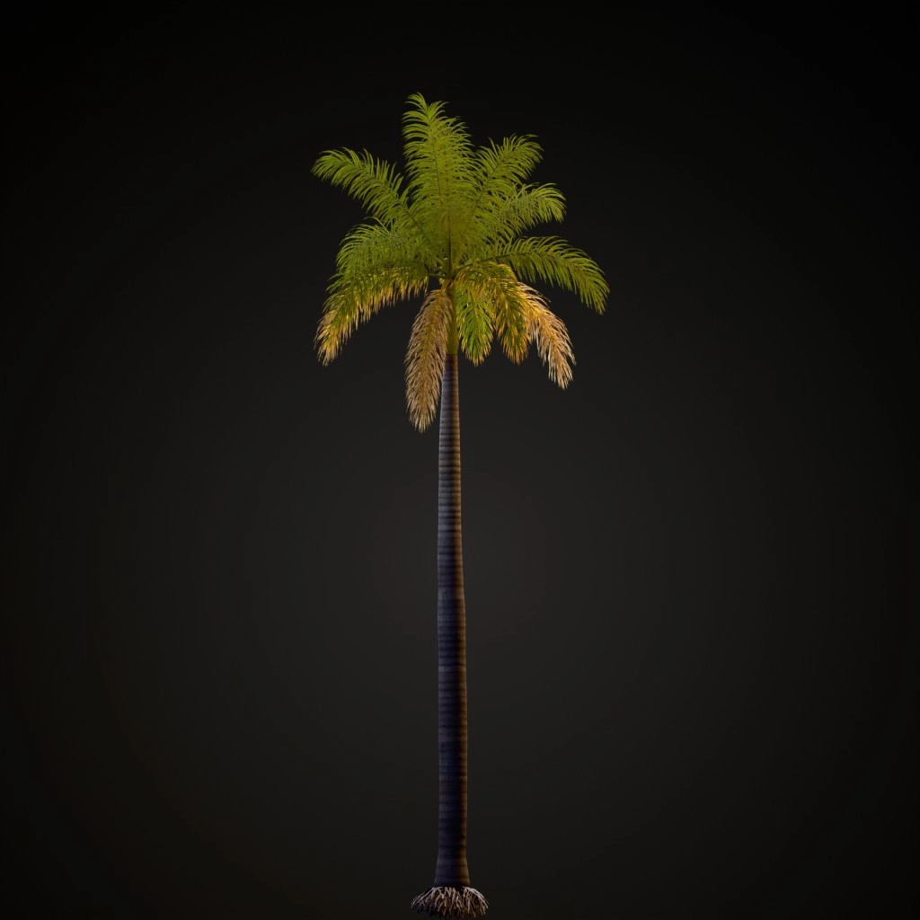 Royal Palm