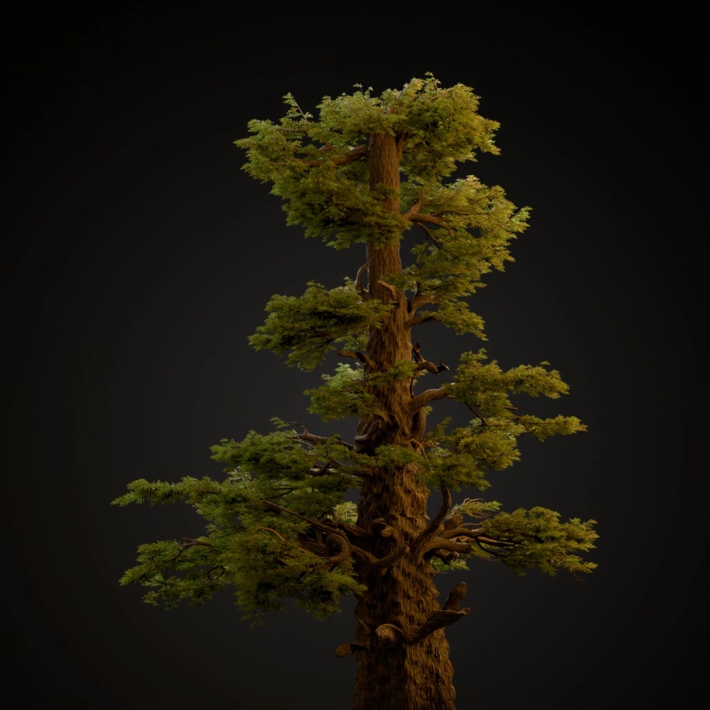 Western Juniper