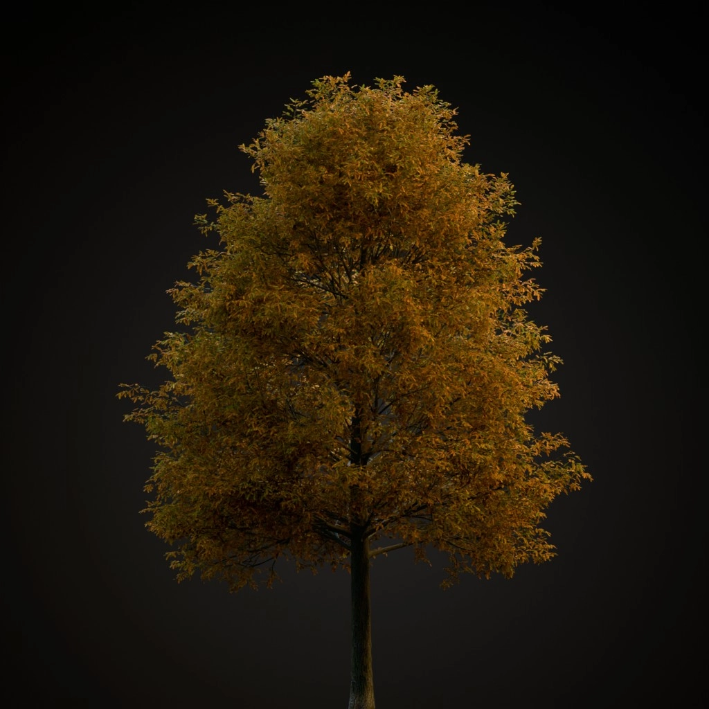 Shingle Oak