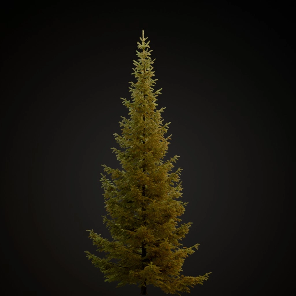 Engelmann Spruce