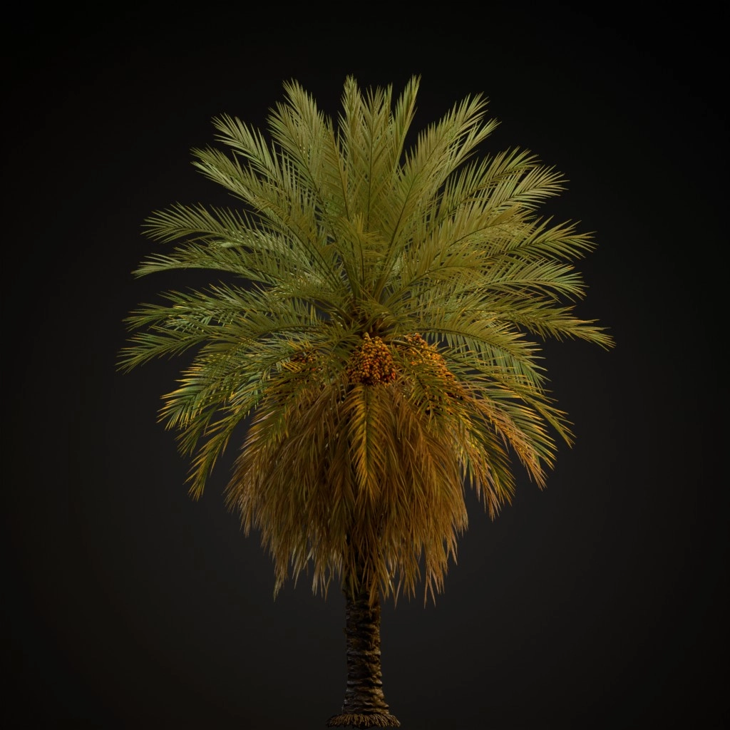 Date Palm V2