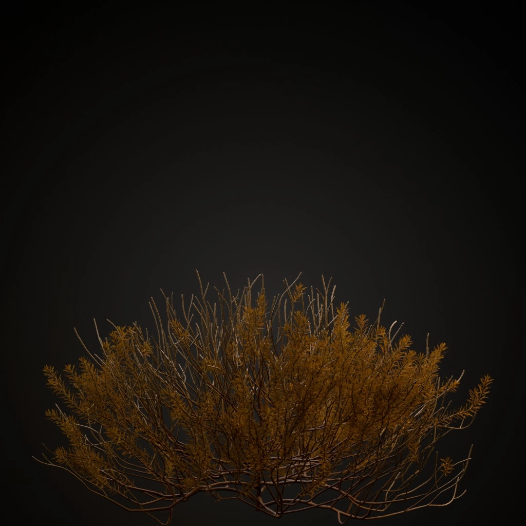 Winter Heath Dark Pink