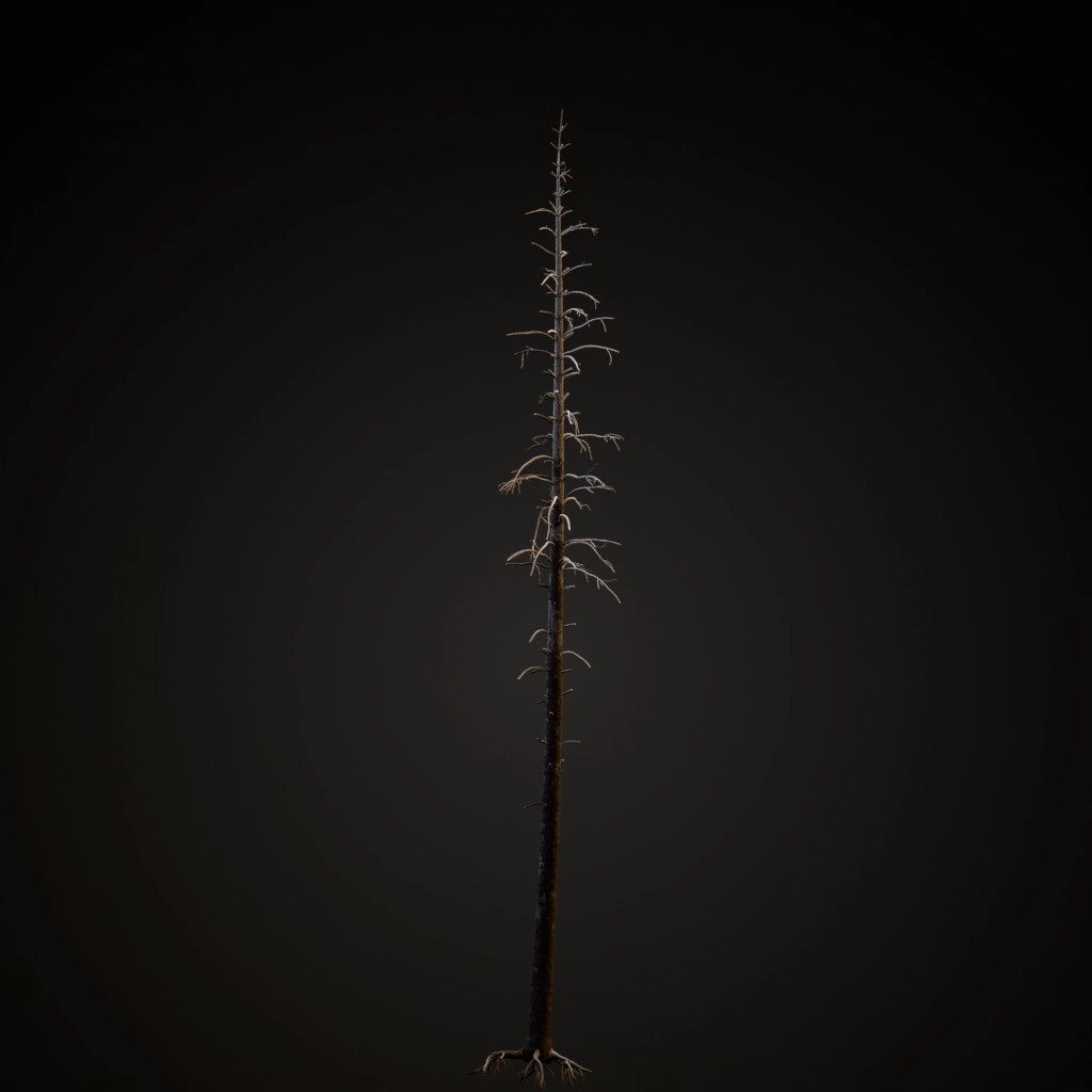 Dead Lodgepole Pine