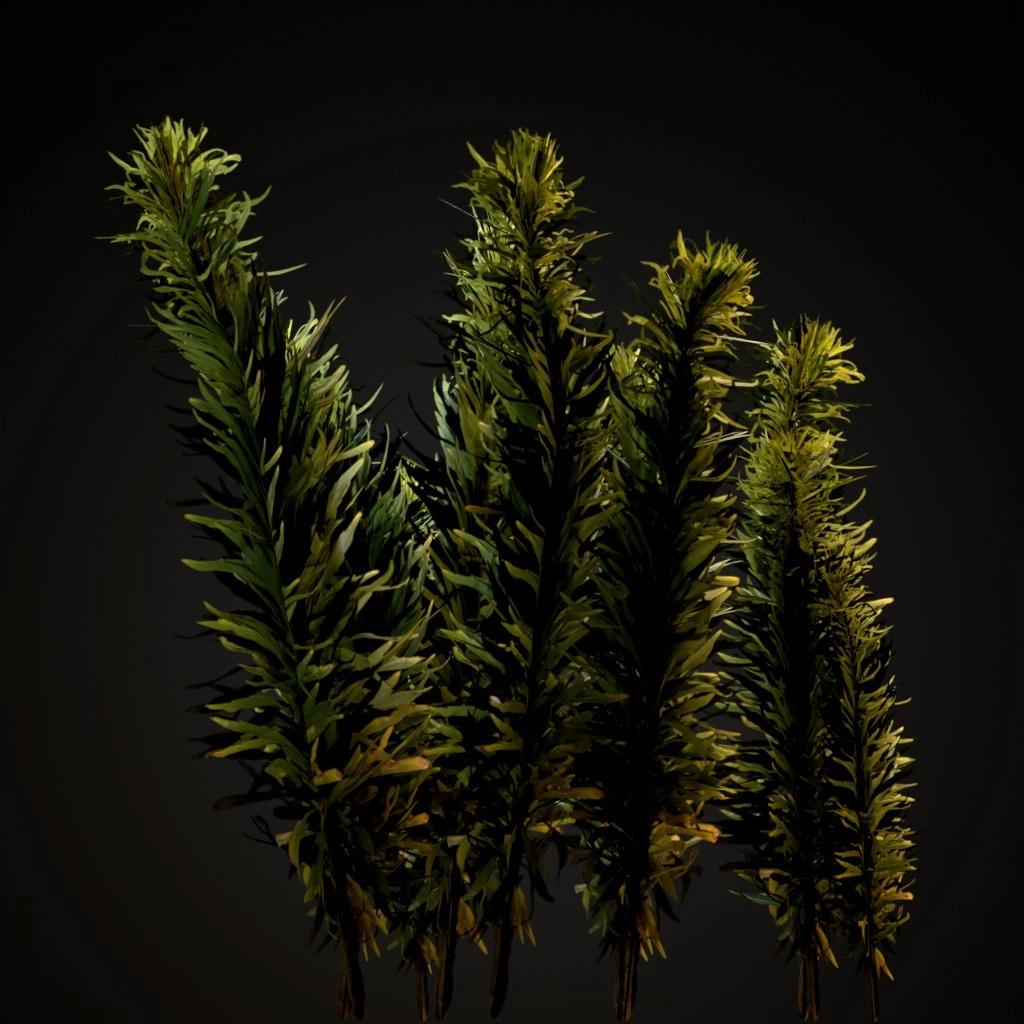 Horseweed