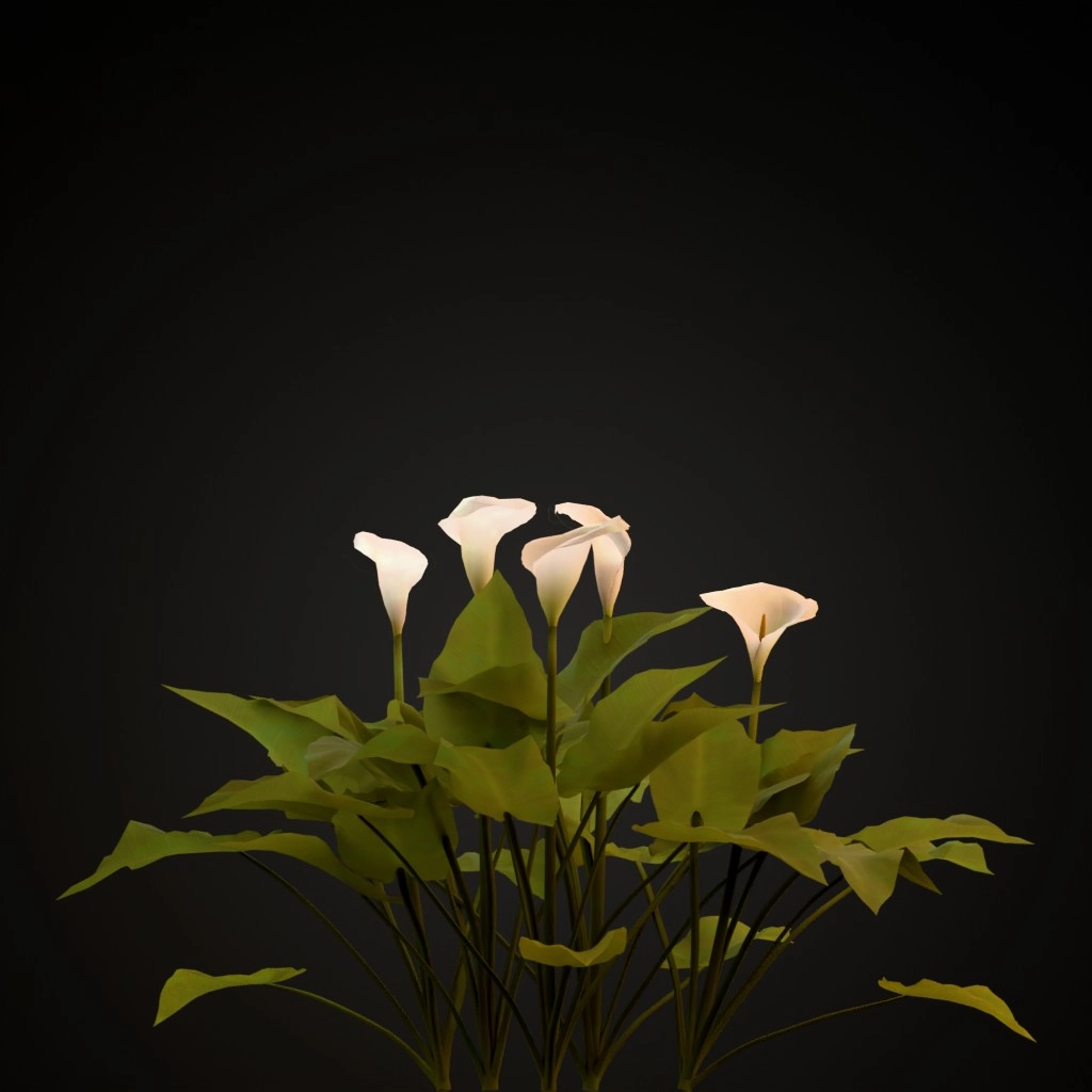 Calla Lily