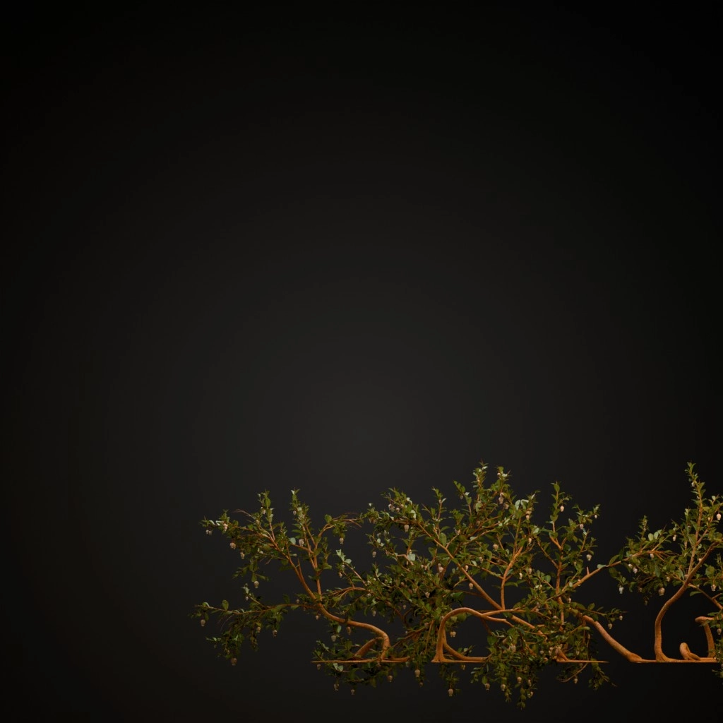 Greenleaf Manzanita